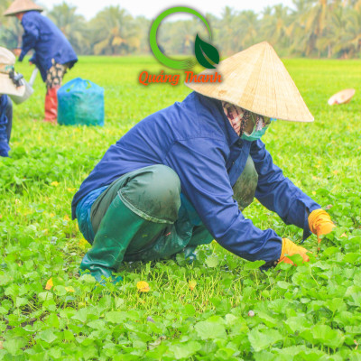 [CHÍNH HÃNG] Bột Rau Má Sấy Lạnh Nguyên Chất Gói 100gr  - Mát gan, detox, giảm mụn, giảm cân, giải nhiệt cơ thể