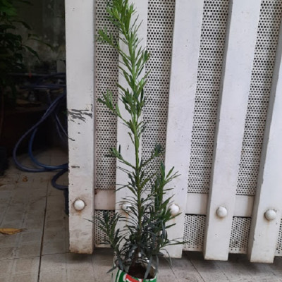 Combo 2 cây tùng La Hán, chiều cao 40-50cm