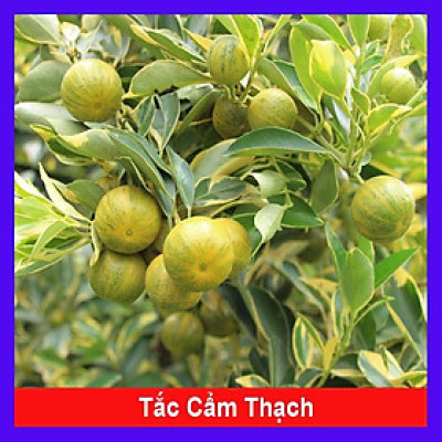 Cây Tắc Cẩm Thạch - cây cảnh để bàn + tặng phân bón cho cây