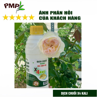 Dịch Chuối Humic X4 PMP Đậm Đặc Gấp 4 Lần - Cho hoa hồng, Hoa lan, Cây cảnh, Rau sạch 1000ml