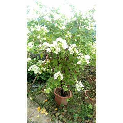 Cây Bông Giấy Trắng - Cây cảnh vườn + Tặng phân bón cho cây