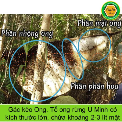 Mật ong ruồi và Mật ong rừng U Minh - Combo 2 Chai 500ml, Mật ong khai thác tự nhiên, không nuôi, OGINBEE
