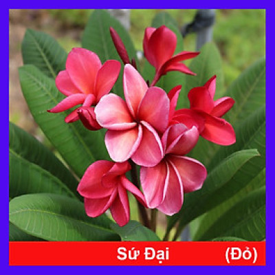 Cây Sứ Đại Vàng Ấn Độ - cây cảnh đẹp + tặng phân bón cho cây mau lớn