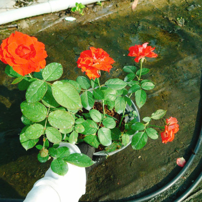 Cây Hoa Hồng Lửa - cây cảnh để bàn + tặng phân bón cho cây