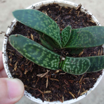 Cây Sen Mỏ Vịt - cây cảnh để bàn + tặng phân bón cho cây