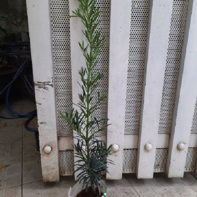 Combo 2 cây tùng La Hán, chiều cao 40-50cm