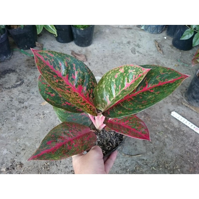 Cây Như Ý - cây cảnh để bàn + tặng phân bón cho cây