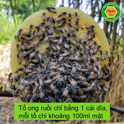 Mật ong ruồi và Mật ong rừng U Minh - Combo 2 Chai 500ml, Mật ong khai thác tự nhiên, không nuôi, OGINBEE