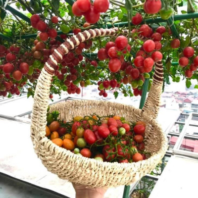 Combo 2sp đạm cá, đậu tương {  +  } Phân bón cung cấp dinh dưỡng tự nhiên cho hoa hồng, cây cảnh...