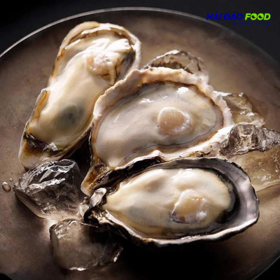 Hào Nhật Túi Size 7-10 Con/Kg