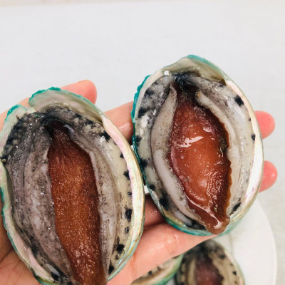 Bào ngư Úc viền xanh (size :18-20 con )- 1kg