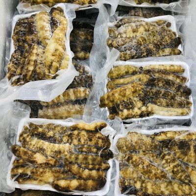 Hải sâm gai vàng ( size 30-40 con)- 1kg