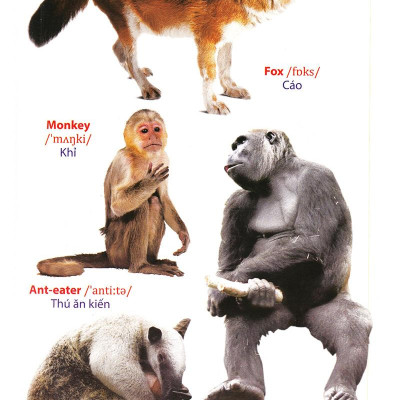 Từ Điển Anh - Việt Bằng Hình: Động Vật (Dành Cho Trẻ Từ 2 - 6 Tuổi)