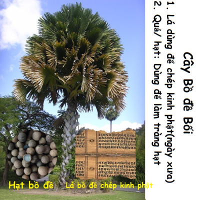 Tràng hạt bạch ngọc bồ đề làm từ hạt bồ đề Nepal, hộ mệnh trừ tà giúp tài lộc hanh thông, kèm túi nhung cung hỷ