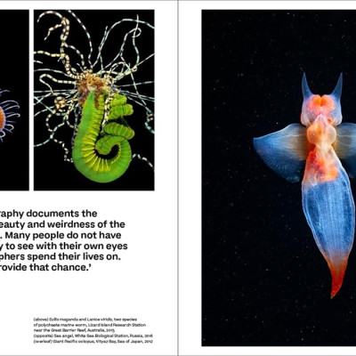 Why We Photograph Animals  