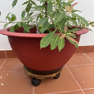 Đế Lót Chậu Cây Có Bánh Xe Thương Hiệu ANKAN, Đế Để Chậu Cây, Có Bánh Xe, Mặt Tròn Bằng Gỗ Tràm, Màu Vàng Đường Kính 30 Cm, Tải Trọng 80kg - Dễ Dàng Đẩy Cây Ra Ngoài Phơi Nắng, Dọn Dẹp Sân Vườn Khi Trời Mưa