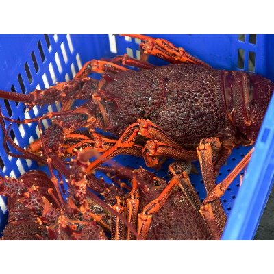 Tôm hùm đá đông lạnh Nam Úc 800gr - 1kg