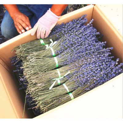 Bó Hoa Khô Lavender Thơm Dịu 100 Cành Hoa Oải Hương Vintage Trang Trí Décor Nhà Cửa Làm Quà Tặng Kỷ Niệm - HÀNG CHÍNH HÃNG MINIIN