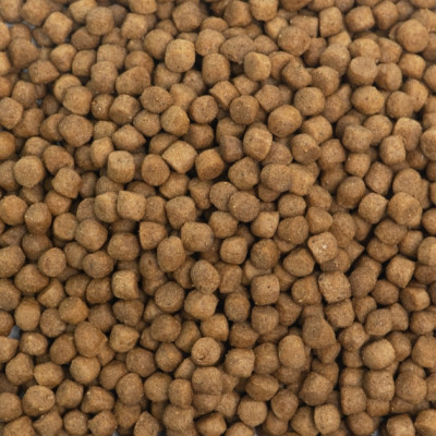 [5KG ]- Thức ăn cho chó TODAY