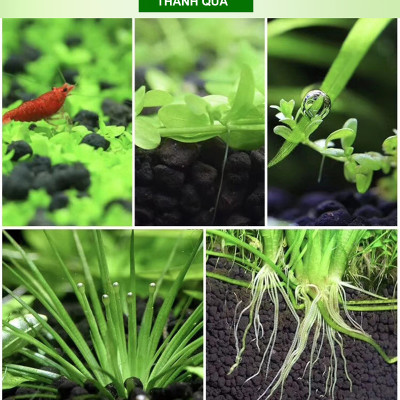 San Hô Vụn túi 1KG + Phân nền thủy sinh SMEKONG II 2KG giàu dinh dưỡng, trang trí bể cá, hồ cá