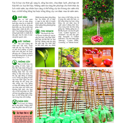 Bách Khoa Về Trái Cây Và Rau Củ (Bìa cứng - In màu)