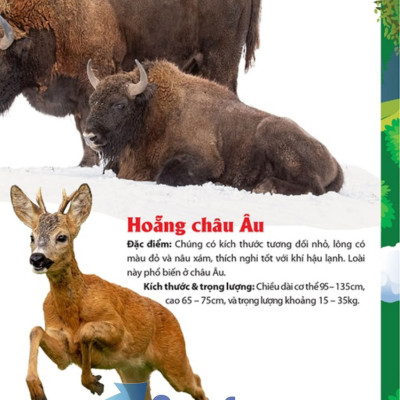 Khám Phá Động Vật 5 Châu - Châu Âu 