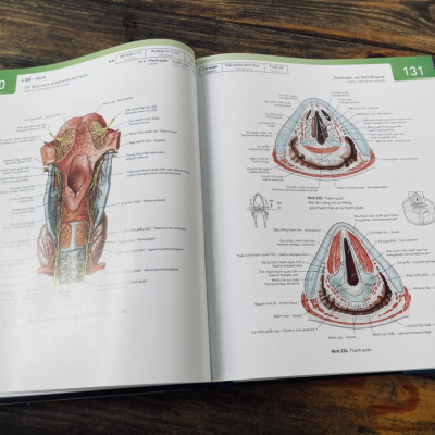 Bìa cứng, in màu toàn bộ _ SOBOTTA A.TLAS GIẢI PHẪU NGƯỜI (PHIÊN BẢN THỨ 14)– Johannes Sobotta- Đông A- NXB Dân Trí