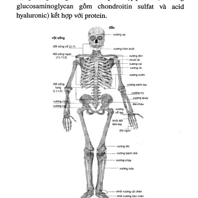 Phòng Và Chữa Bệnh Loãng Xương