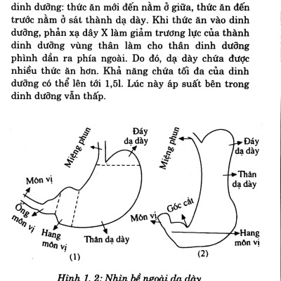 Các Phương Pháp Chữa Trị - Bệnh Dạ Dày
