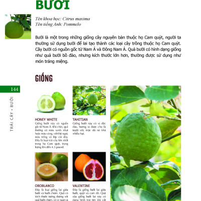 Bách Khoa Về Trái Cây Và Rau Củ (Bìa cứng - In màu)