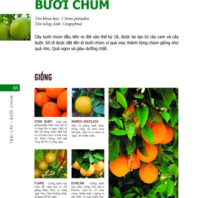 Bách Khoa Về Trái Cây Và Rau Củ (Bìa cứng - In màu)