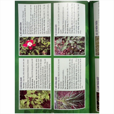 Sách Tuyển Chọn Các Bài thuốc Nam Chữa Triị Bệnh Theo Mùa, Các Bệnh Hậu COVID - V2494D