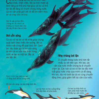 Bách Khoa Tri Thức Về Khám Phá Thế Giới Cho Trẻ Em - Cá Voi Và Cá Heo (Tái Bản 2018)