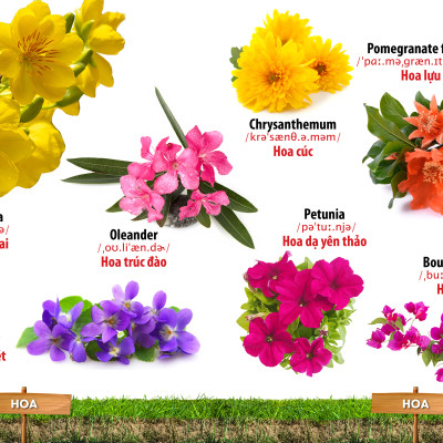 Từ Điển Bằng Hình Hoa - Quả - Rau Củ (Song Ngữ Anh - Việt)