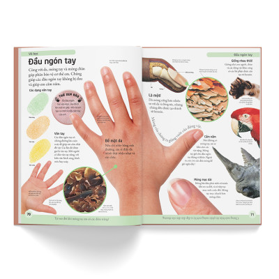 Bách Khoa Cho Trẻ Em – Cơ Thể Người