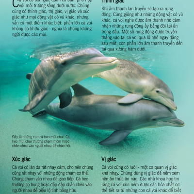 Bách Khoa Tri Thức Về Khám Phá Thế Giới Cho Trẻ Em - Cá Voi Và Cá Heo (Tái Bản 2018)