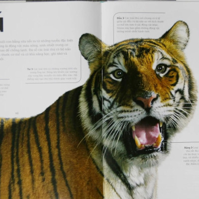 Động Vật - Bách Khoa Thư Hình Ảnh Về Các Loài Vật Trên Trái Đất