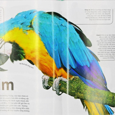 Động Vật - Bách Khoa Thư Hình Ảnh Về Các Loài Vật Trên Trái Đất