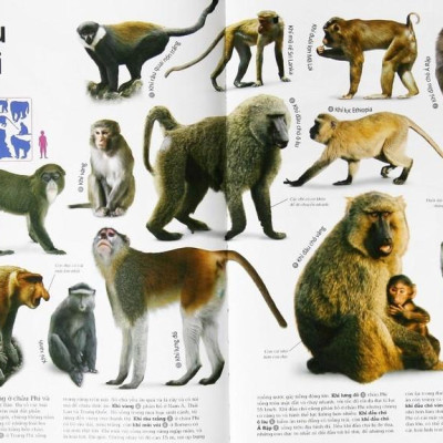 Động Vật - Bách Khoa Thư Hình Ảnh Về Các Loài Vật Trên Trái Đất