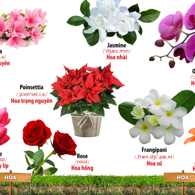 Từ Điển Bằng Hình Hoa - Quả - Rau Củ (Song Ngữ Anh - Việt)