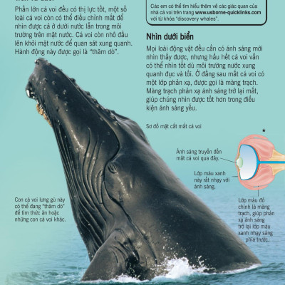 Bách Khoa Tri Thức Về Khám Phá Thế Giới Cho Trẻ Em - Cá Voi Và Cá Heo (Tái Bản 2018)