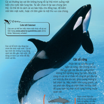 Bách Khoa Tri Thức Về Khám Phá Thế Giới Cho Trẻ Em - Cá Voi Và Cá Heo (Tái Bản 2018)