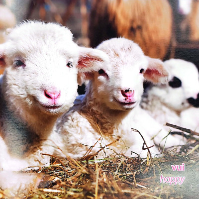 Gõ Cửa Thiên Nhiên Những Gương Mặt Xinh/Cảm Xúc_Faces