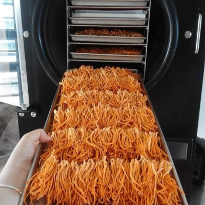 Đông trùng hạ thảo mật ong rừng Phúc Khang 300g - Hũ thủy tinh cao cấp - Công nghệ sấy thăng hoa - Chống lão hóa ,phòng ngừa ung thư ,tim mạch ,bồi bổ cơ thể ...làm quà biếu , quà tặng , bảo vệ sức khỏe