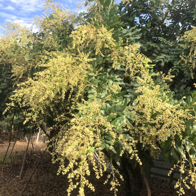 Mật Ong Hoa Nhãn Nguyên Chất 500 ml, món quà giá trị từ thiên nhiên