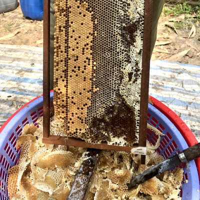 Mật Ong Hoa Nhãn Nguyên Chất 500 ml, món quà giá trị từ thiên nhiên