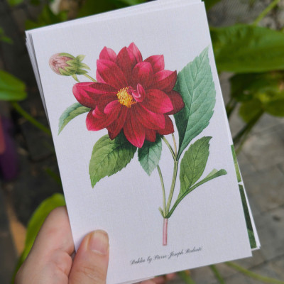 BỘ 100 POSTCARD PETALA & FOLIA - Minh Họa Thực Vật Nghệ Thuật - Giấy Mỹ Thuật 300g Cao Cấp - Nho Xanh 