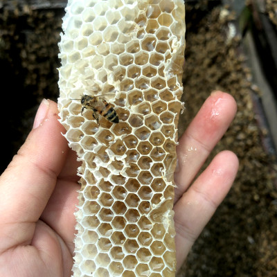 Nến Sáp Ong 9 Giờ Kèm Dĩa Gỗ Dừa 10cm : Khử Mùi Hôi Phòng Kín, Làm Sạch Không Khí, Thơm Nhẹ Mùi Mật Ong - HÀNG CHÍNH HÃNG