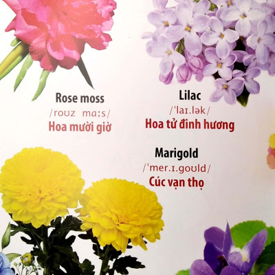 Thư Viện Hình Ảnh Song Ngữ Đầu Tiên Của Bé - Hoa - Rau Củ - Quả