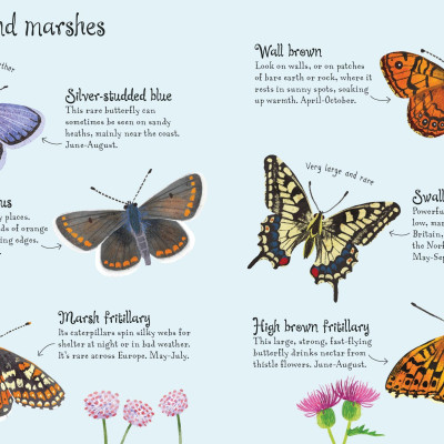 Butterflies To Spot